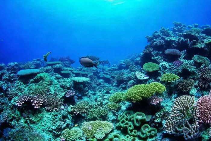 生活在水里的蜗牛、生活在水里的蜗牛可以不放水吗