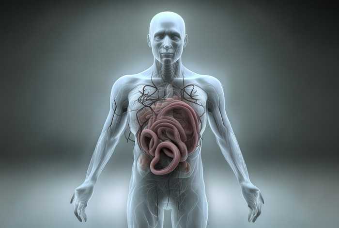 牛带绦虫在人身体里什么感觉 - 牛带绦虫对人体的感染阶段是什么 牛带绦虫在人身体里什么感觉 - 牛带绦虫对人体的感染阶段是什么