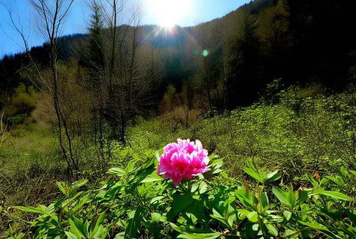 陕西野生探春花（探春花怎样打）