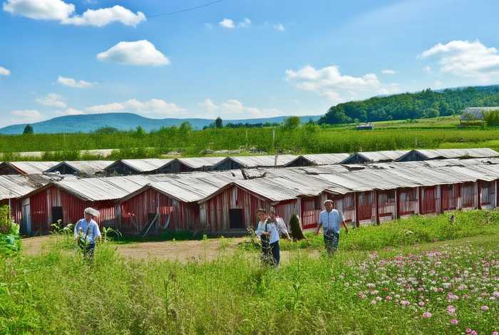 哪里有鸽子养殖场 - 附近哪里有鸽子养殖场出租 哪里有鸽子养殖场 - 附近哪里有鸽子养殖场出租