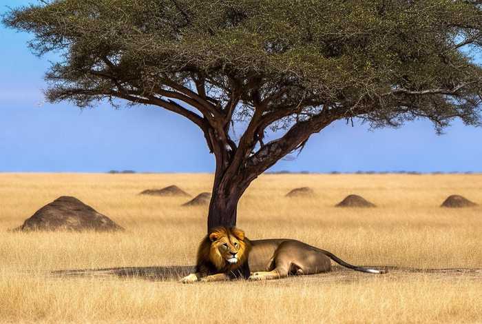 狮子生活在什么地方了（狮子主要生活在什么地方）