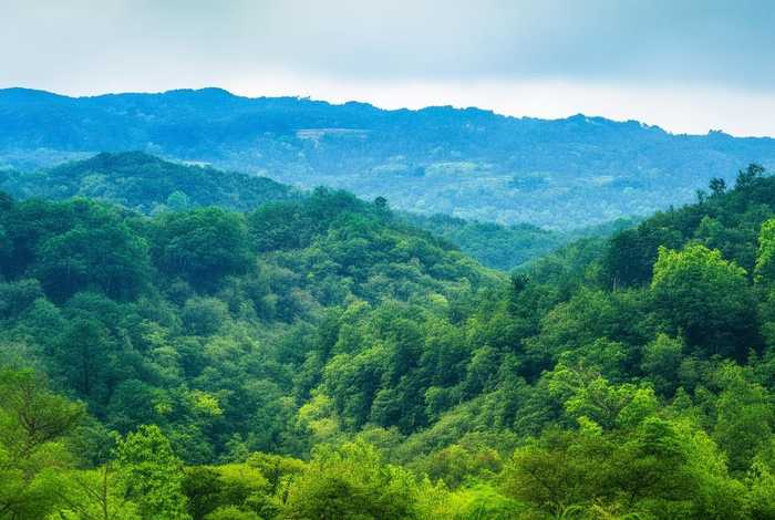 邳州生命树苗木种植园 - 邳州生命树苗木种植园地址