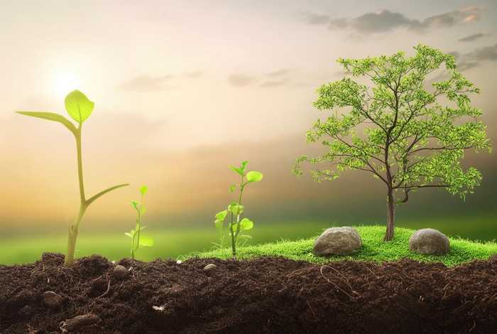 什么是生活周期（什么是生活周期的定义）