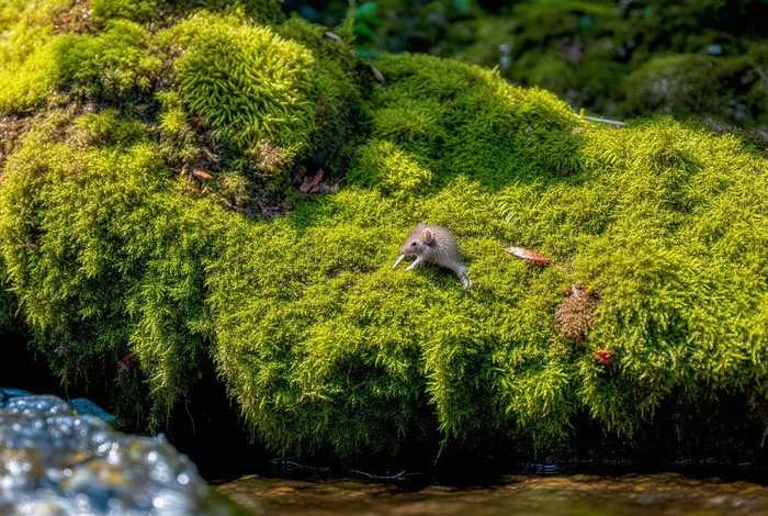 生活在苔藓中的小型鼠妇有哪些、苔藓一般生活在哪里
