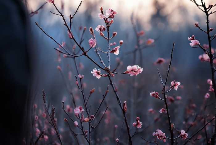 生活纵有万般苦梅花依旧放清香 - 生活纵有万般苦只有自己最清楚图片