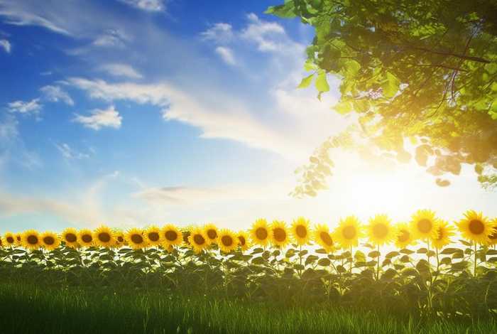 生活中有规律的现象或物品图片 生活中有规律的现象或物品图片怎么画 生活中有规律的现象或物品图片 生活中有规律的现象或物品图片怎么画