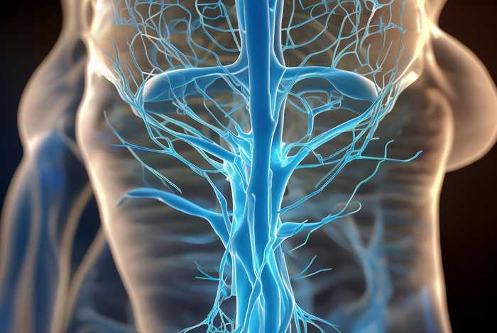 生殖神经不敏感 - 生殖系统神经 生殖神经不敏感 - 生殖系统神经