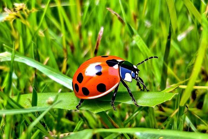 七星瓢虫生活特点介绍 - 七星瓢虫的生活特点 七星瓢虫生活特点介绍 - 七星瓢虫的生活特点