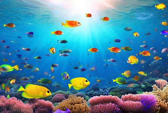 热带鱼一般生活在什么水层 - 热带鱼一般生活在什么水层里 热带鱼一般生活在什么水层 - 热带鱼一般生活在什么水层里