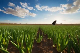 气候对生产生活的影响洋葱；气候对我们生产或者生活的影响
