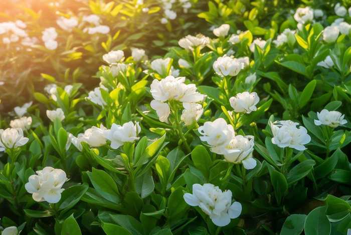 茉莉花生活环境；茉莉花生活环境和形态特征