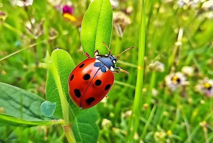 七星瓢虫的生活特征（七星瓢虫的生活特征10字）