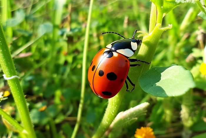 七星瓢虫的生活习性是什么；七星瓢虫的生活特点是什么
