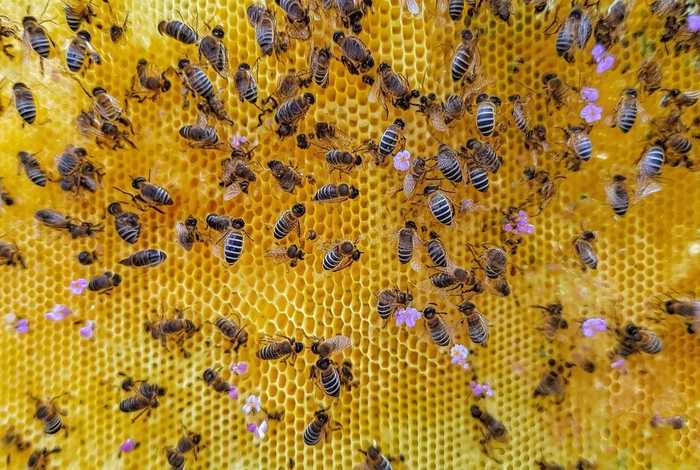 蜜蜂的分布区域、蜜蜂的分布区域简短