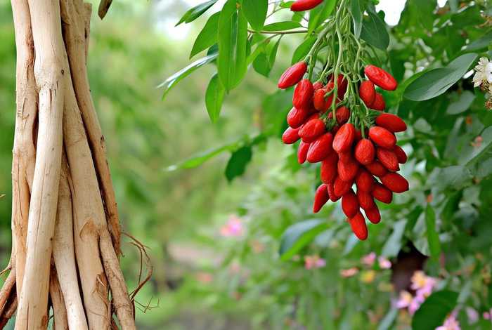 生活中常见的中草药有哪些说2到3种；生活中常见的中草药有哪些？