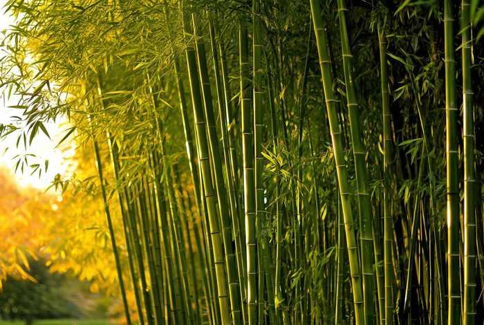 命题说话我喜爱的植物（命题说话我喜爱的植物300字左右）