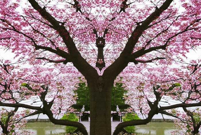 生活中的轴对称现象举例,生活中有哪些轴对称现象举例 生活中的轴对称现象举例,生活中有哪些轴对称现象举例