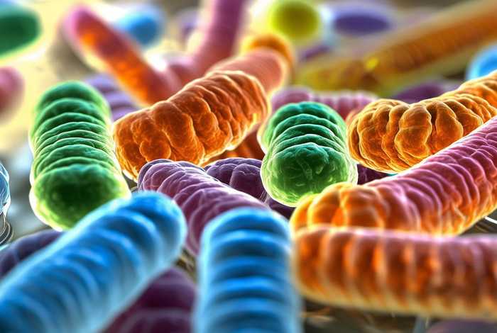 生活中常见的细菌有哪几种形态(生活中常见的细菌有哪几种形态和颜色) 生活中常见的细菌有哪几种形态(生活中常见的细菌有哪几种形态和颜色)