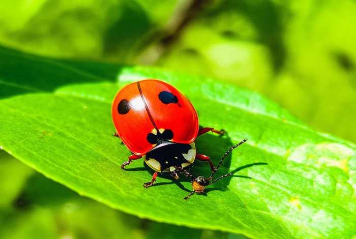 描写七星瓢虫外形特点 描写七星瓢虫外形特点的句子