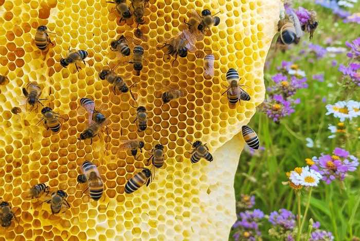 蜜蜂的分布区域、蜜蜂的分布区域简短