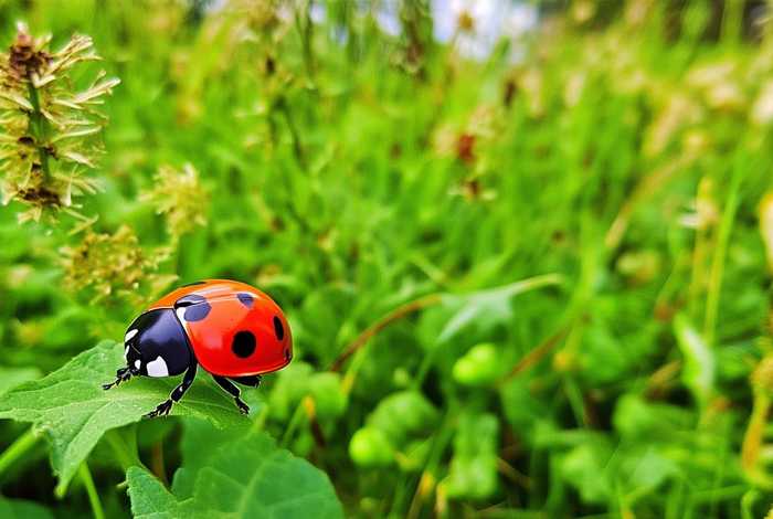 七星瓢虫的生活特征（七星瓢虫的生活特征10字）