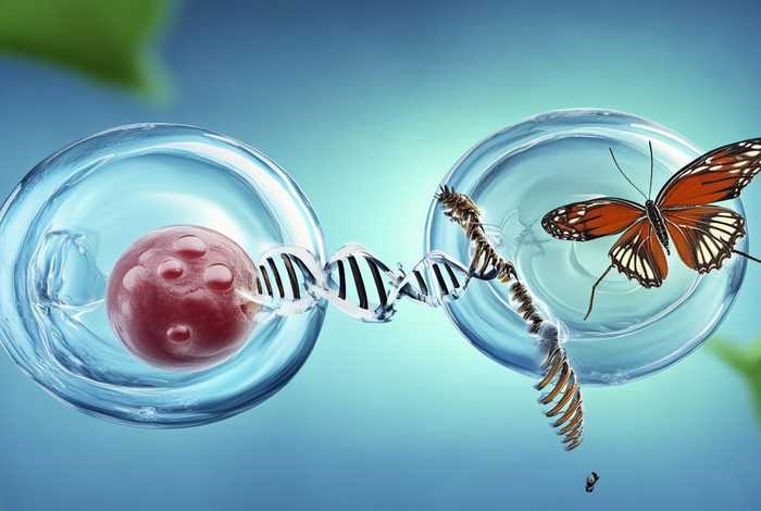 生活周期名词解释遗传学 生活周期名词解释遗传学原理