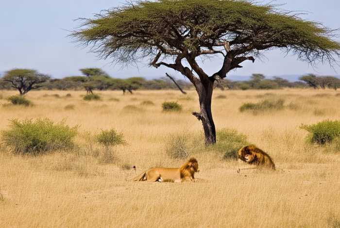 狮子生活在什么地方了（狮子主要生活在什么地方）