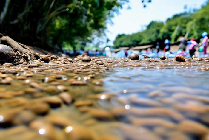 日本血吸虫的生活史和防治措施（日本血吸虫的生活史和防治措施是什么）