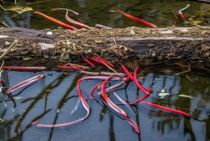 泥鳅吃什么食物 - 泥鳅吃什么食物呀