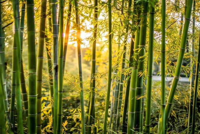 命题说话我喜爱的植物（命题说话我喜爱的植物300字左右）
