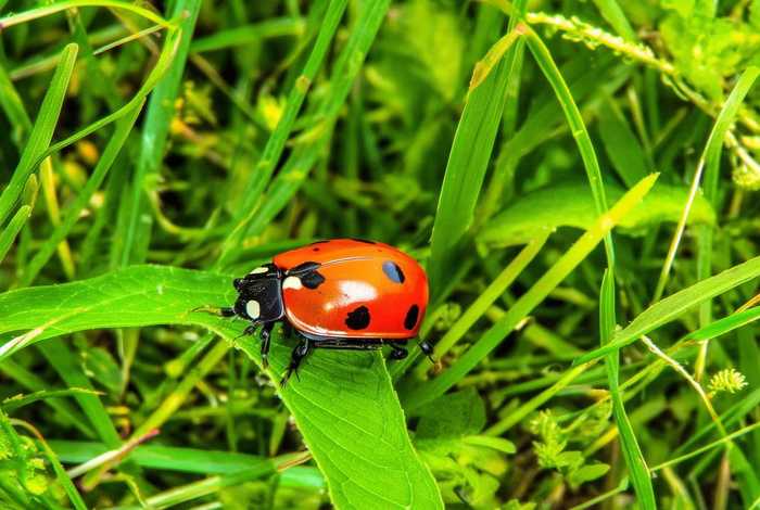 七星瓢虫生活特点介绍 - 七星瓢虫的生活特点 七星瓢虫生活特点介绍 - 七星瓢虫的生活特点