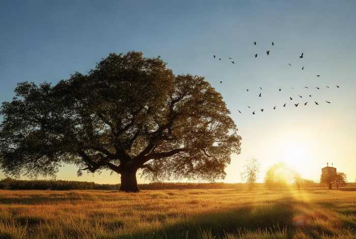 生活中有规律的现象和事物写一篇日记、生活中有规律的现象和事物写一篇日记怎么写