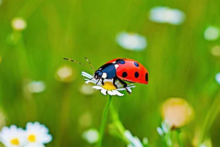 七星瓢虫特征及生活环境 七星瓢虫特征及生活环境描写 七星瓢虫特征及生活环境 七星瓢虫特征及生活环境描写
