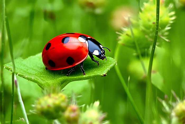 七星瓢虫生活环境；七星瓢虫生活环境和特点