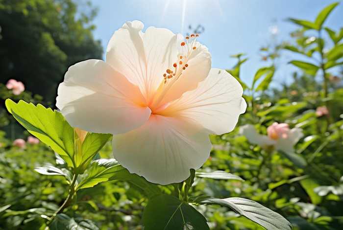 木槿生活logo；木槿生活环境