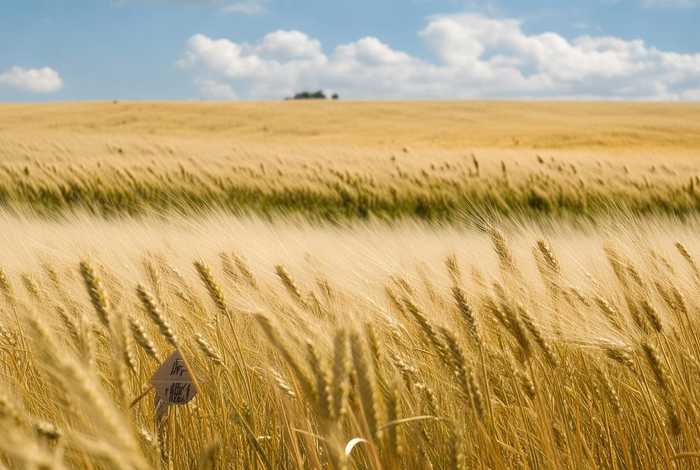 什么的田野填词语 什么什么的田野填词语 什么的田野填词语 什么什么的田野填词语