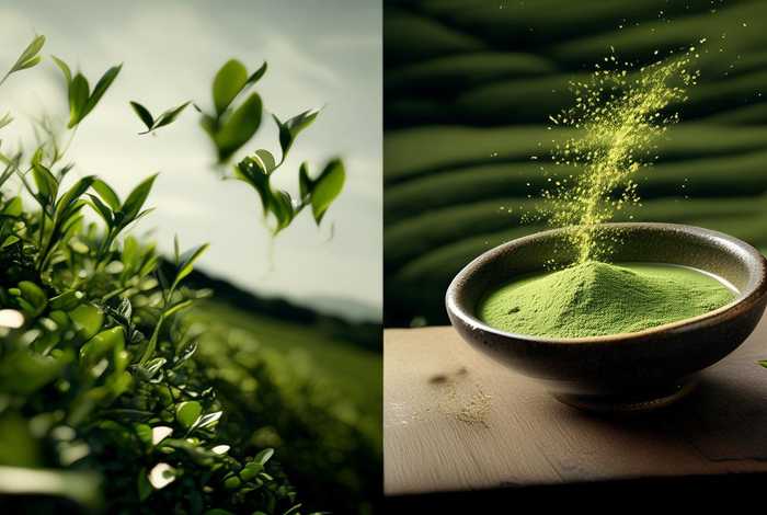 抹茶的一生；抹茶一生二生三生区别