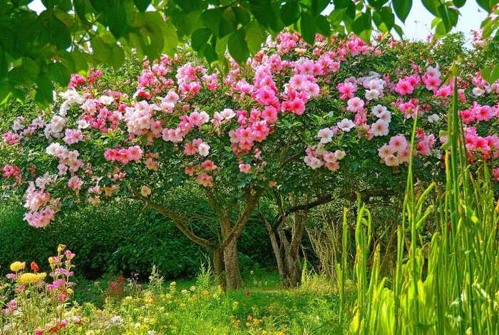 木芙蓉生活环境，木芙蓉生活环境怎么样