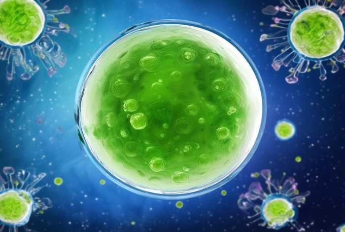 朊病毒的生活方式 病毒的生活方式和营养方式