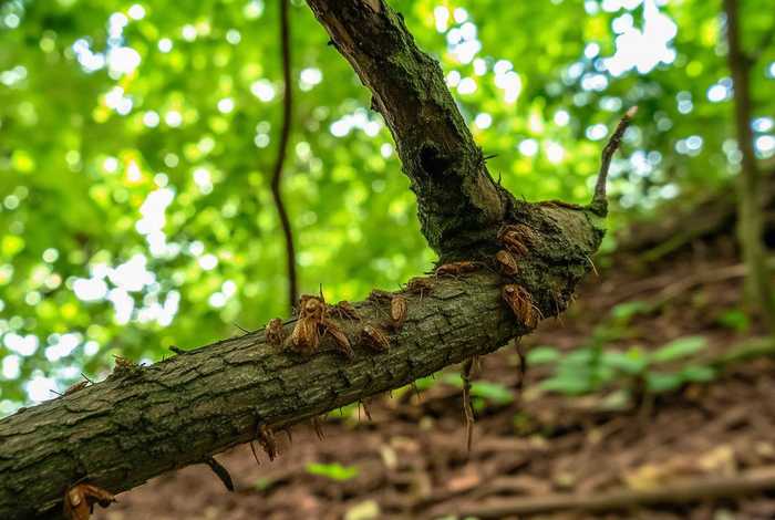 木虱生活在哪里 木虱生活在哪里图片