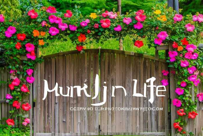 木槿生活官网；木槿生活官网首页