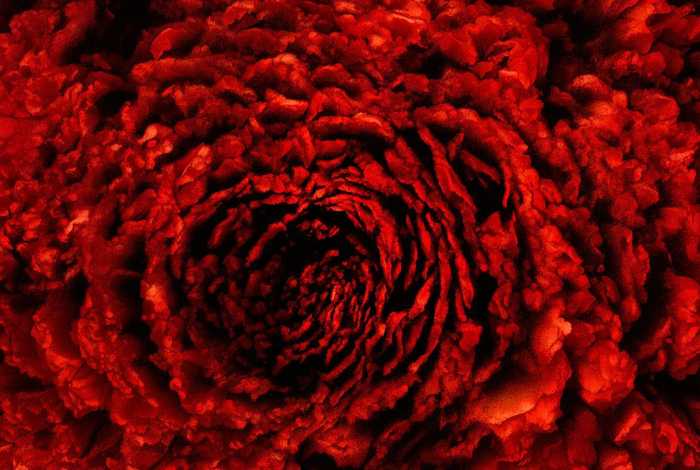 七星瓢虫的特点一句话 - 七星瓢虫的特点介绍一句话