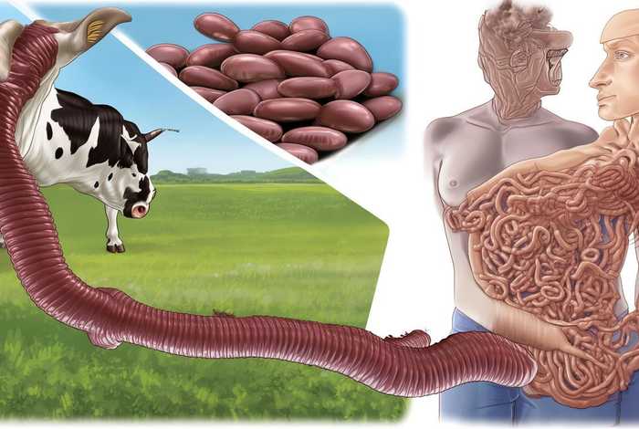 牛绦虫生活史;牛绦虫生活史简述 牛绦虫生活史;牛绦虫生活史简述