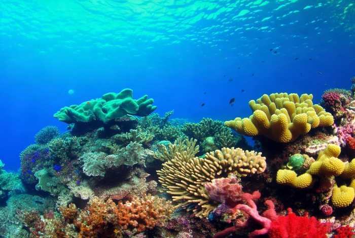 生活在水里的蜗牛、生活在水里的蜗牛可以不放水吗