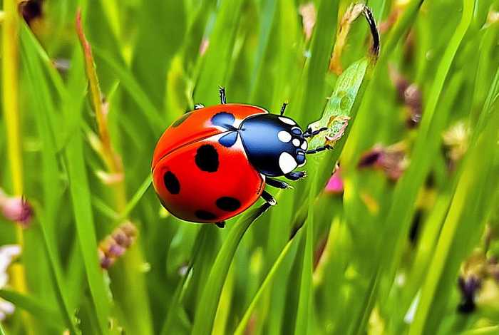 七星瓢虫的生活习性简单介绍、七星瓢虫的生活特性