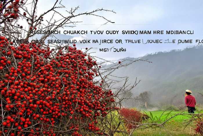 山西野生酸枣资源调查与分布特征研究(山西野生酸枣面有什么好处) 山西野生酸枣资源调查与分布特征研究(山西野生酸枣面有什么好处)