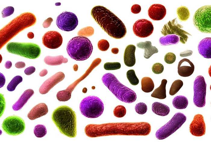 生活中常见的细菌名称 - 生活中常见的细菌名称及图片 生活中常见的细菌名称 - 生活中常见的细菌名称及图片