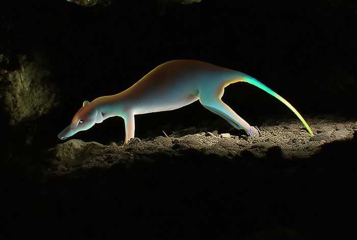 生活在地底下的动物有尾巴；生活在地底下的动物有尾巴吗