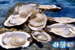 台山生蚝图片；台山生蚝图片水牌