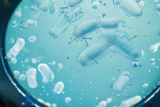 宠物的贾第鞭毛虫会传染人吗百度百科 贾第鞭毛虫会感染人吗